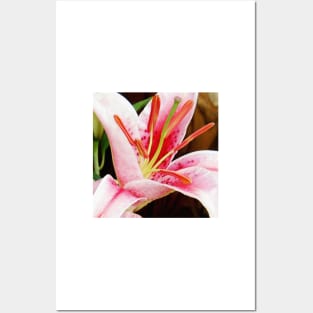 Macro Pink and White Lilly Flower in the Garden Posters and Art